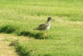 /album/some-overseas-trips/white-tailed-plover-emirates-dec-2005-jpg/